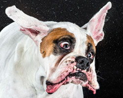 jowls flap and fur flies for shake dog photos by carli davidson