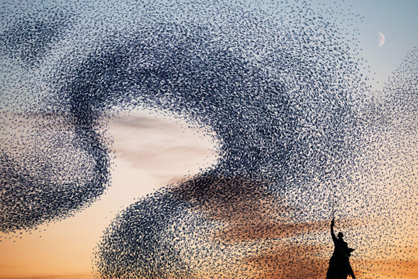 alain delorme captures the balletic murmurations of wild birds