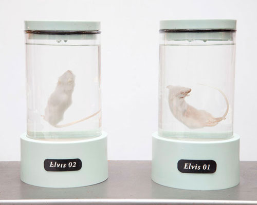 koby barhad clones mice with elvis presley's DNA
