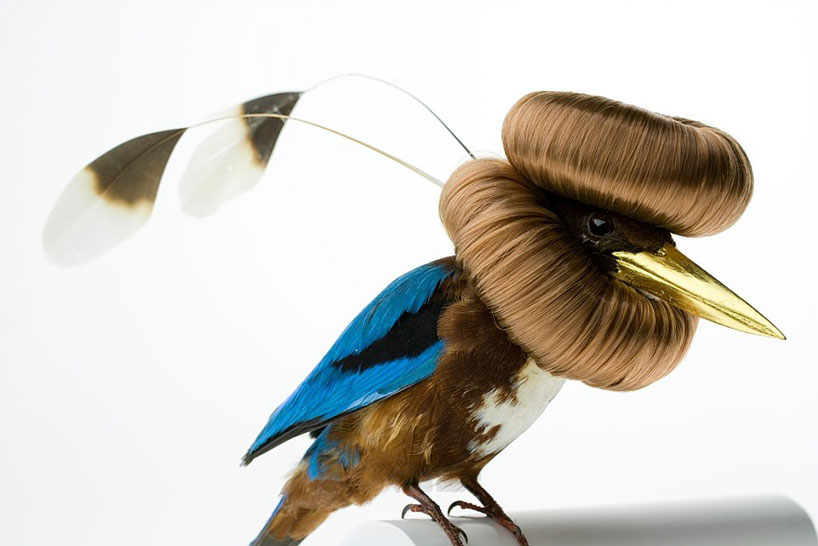 avian architecture and bird hairdos by karley feaver