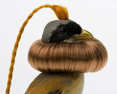 avian architecture and bird hairdos by karley feaver