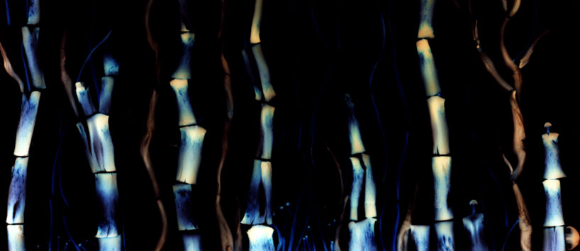 whimsically arranged mushrooms become fungi luminograms