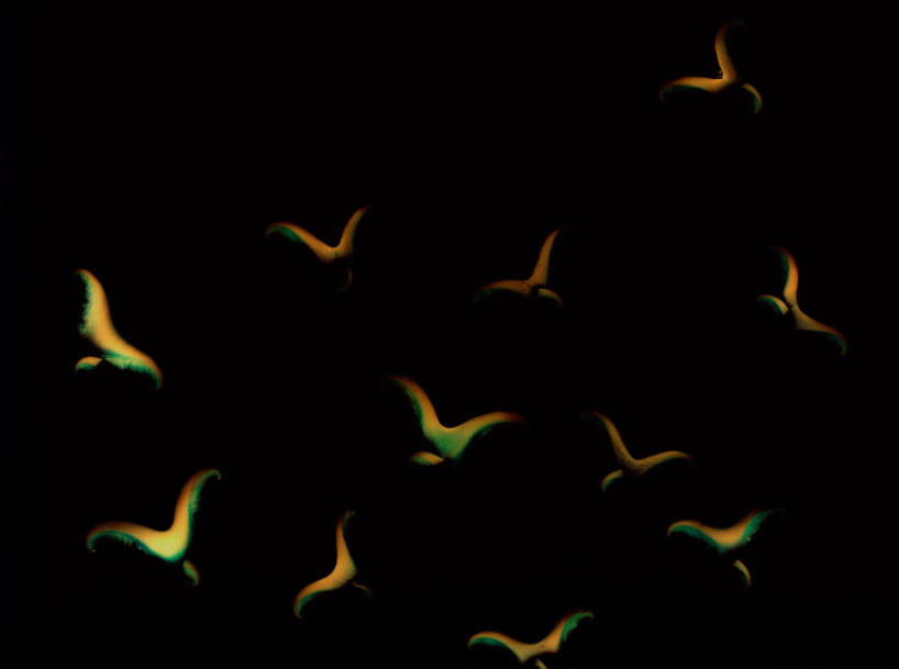 whimsically arranged mushrooms become fungi luminograms