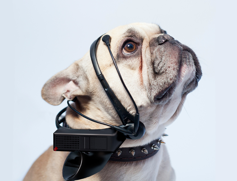 no more woof translates animal thoughts into english