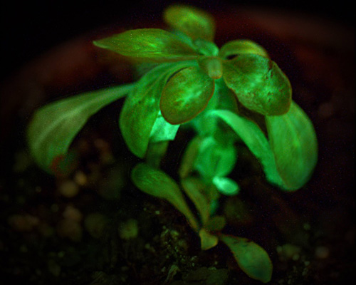 bioglow light producing plants require no electricity