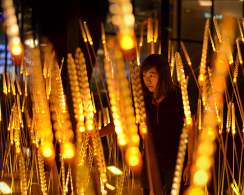 apostrophy’s lights up golden-hued straws for royal rice field
