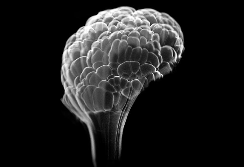 fabien oefner creates ephemeral fire sculptures with exploding alcohol