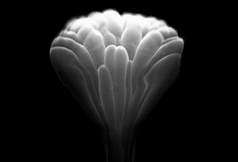 fabien oefner creates ephemeral fire sculptures with exploding alcohol