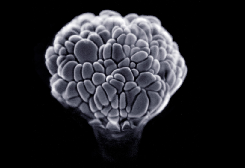 fabien oefner creates ephemeral fire sculptures with exploding alcohol