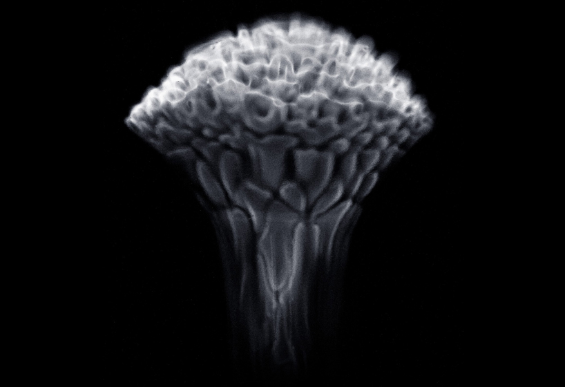 fabien oefner creates ephemeral fire sculptures with exploding alcohol