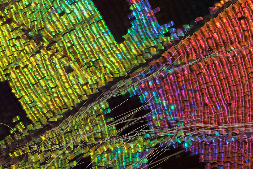 macro butterfly wings by linden gledhill