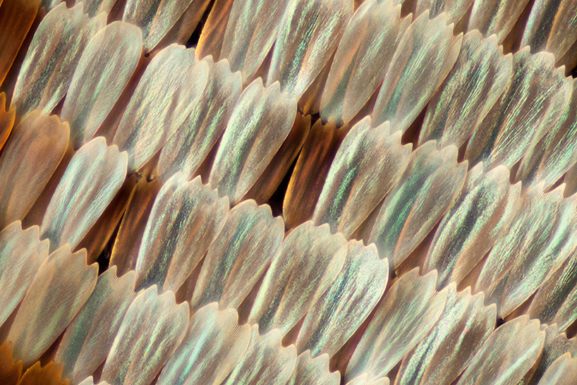 macro butterfly wings by linden gledhill