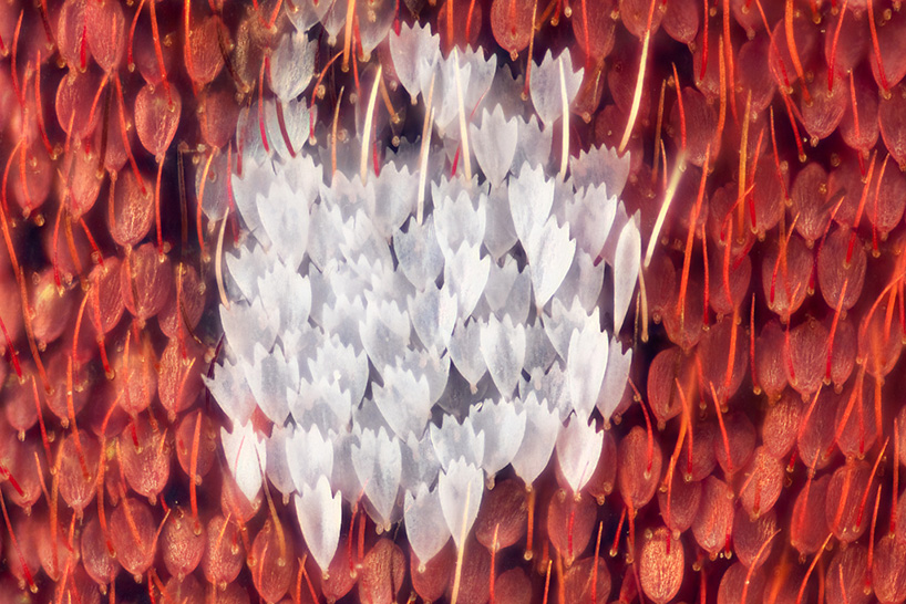 macro butterfly wings by linden gledhill