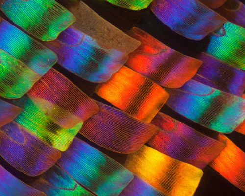 macro butterfly wings by linden gledhill look like prismatic quilts