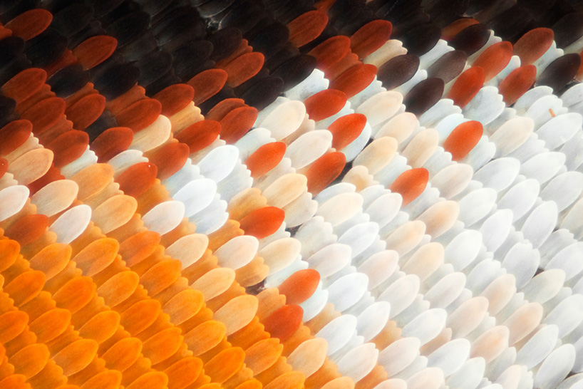 macro butterfly wings by linden gledhill