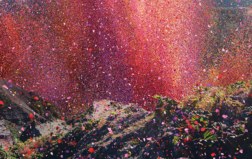 nick-meek-photographs-flower-petals-in-HD-designboom-06