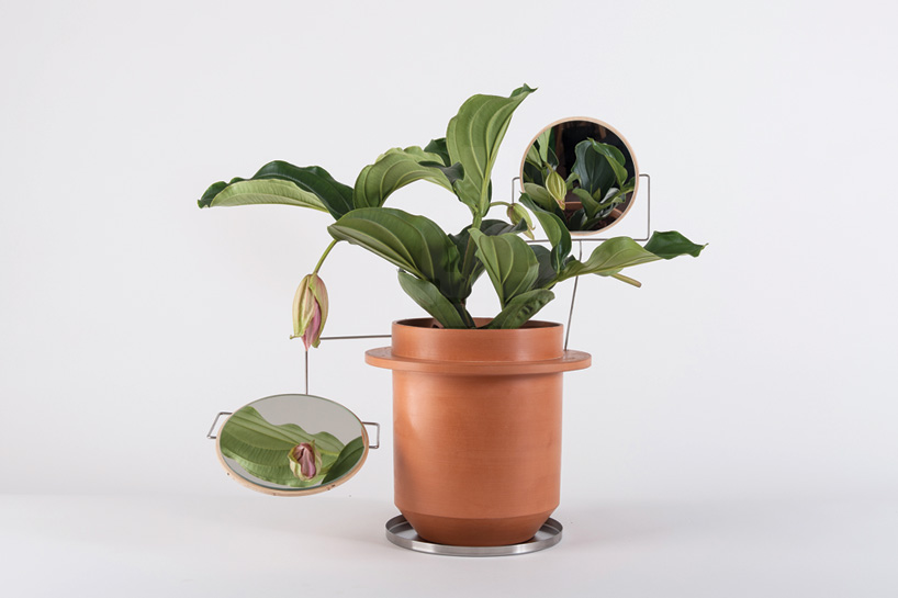 dossofiorito magnifies their love for plants with the phytophiler