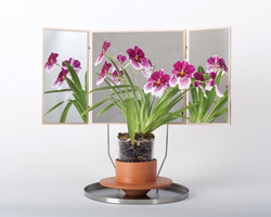 dossofiorito magnifies their love for plants with the phytophiler