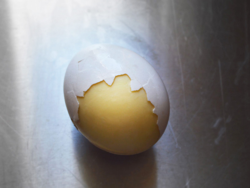 the goose cleverly scrambles eggs in their shell without breaking them