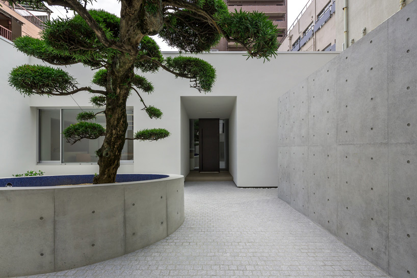 mifune design podocarpus tree designboom