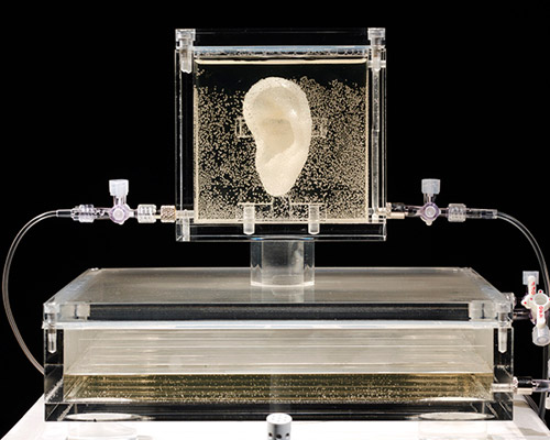 artist has grown van gogh's ear with DNA and a 3D printer