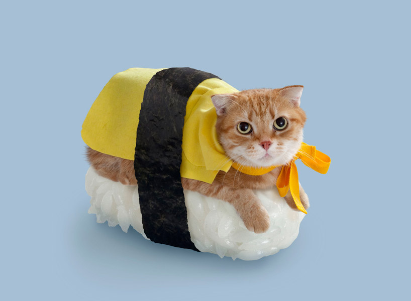 sushi rice cats