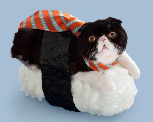 felines dress up with seaweed and rice for sushi cats series 