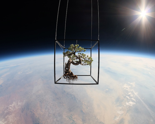azuma makoto sends 50 year old bonzai tree into space for exobiotanica project