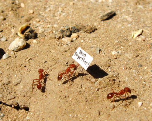 daino engages the daily lives of an ant colony with picket signs