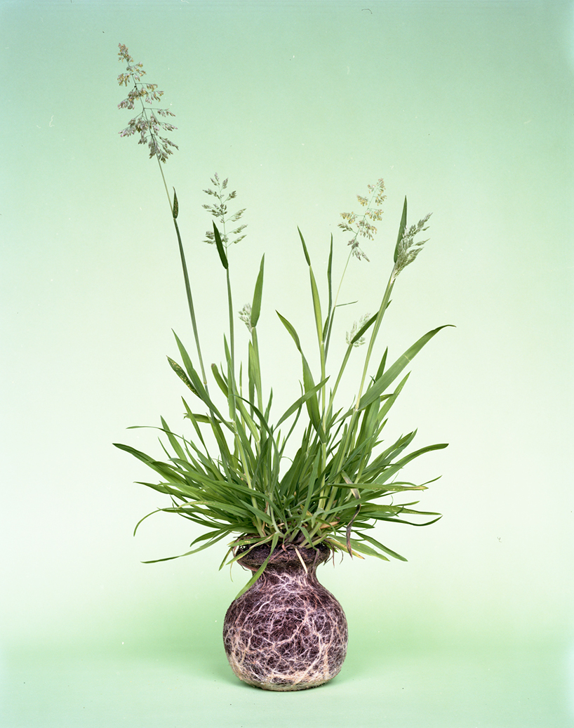 diana scherer reveals soil, seeds and roots for nurture studies