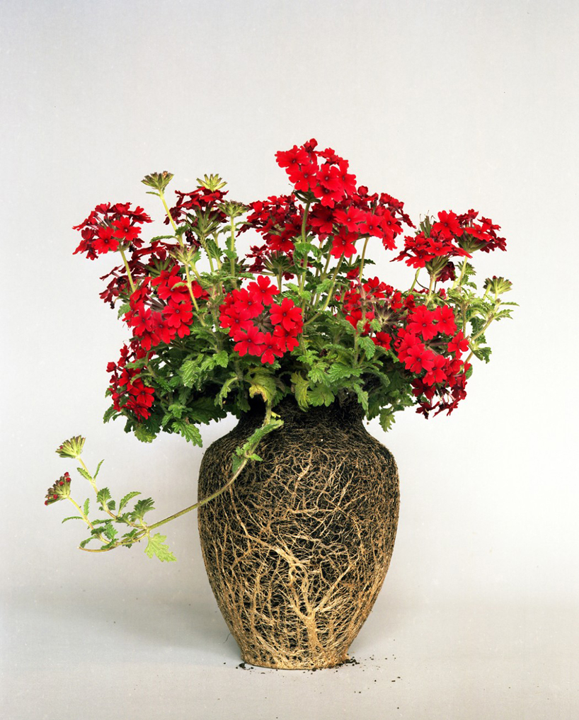 diana scherer reveals soil, seeds and roots for nurture studies