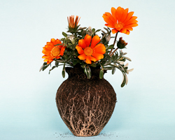 diana scherer reveals soil, seeds and roots for nurture studies