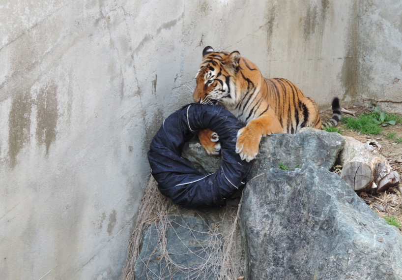 japanese zoo jeans are ripped and torn by tigers 