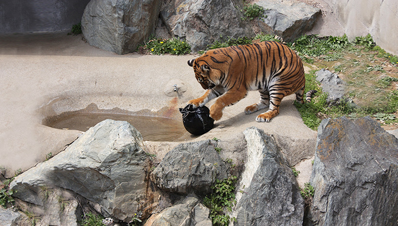 japanese zoo jeans are ripped and torn by tigers 