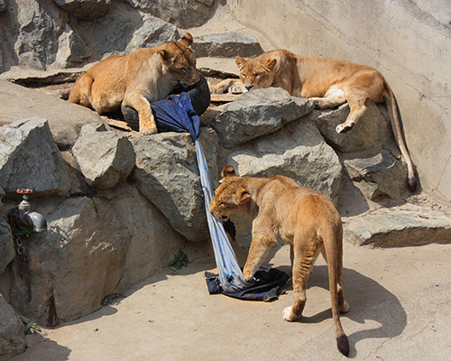 animals rip and shred denim to fabricate zoo jeans