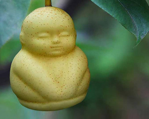 baby-shaped pears grow from trees in china