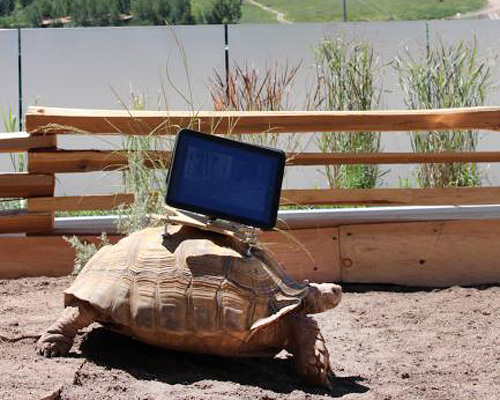 controversy over cai guo-qiang's tortoise town at aspen art museum