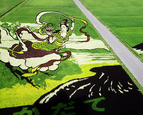 legend at mount fuji harvested for japan's 2014 rice paddy landscape