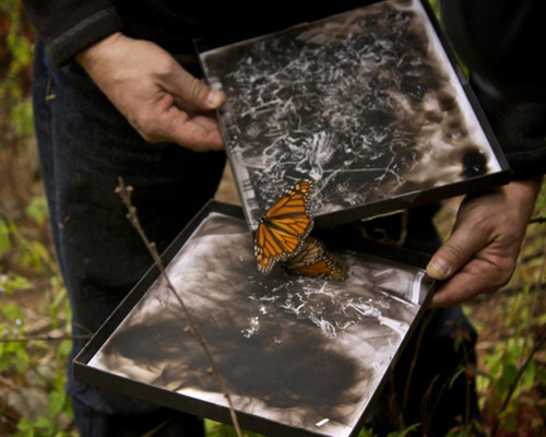 spazuk + delhaes use butterfly footprints to create pixelated portrait