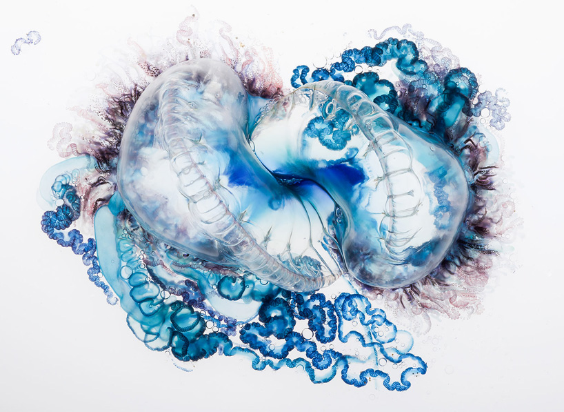 fatal attraction: aaron ansarov captures the portuguese man-of-war