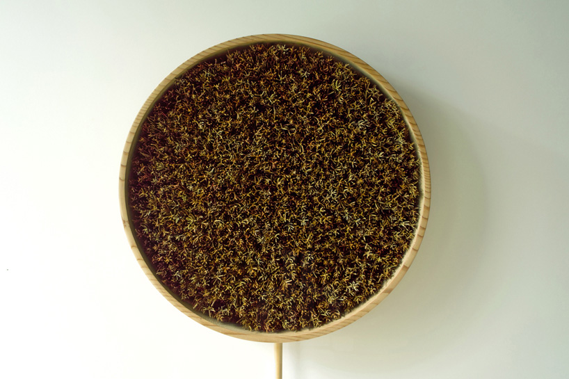 bril coniferous clock sugidama sake brewery japan