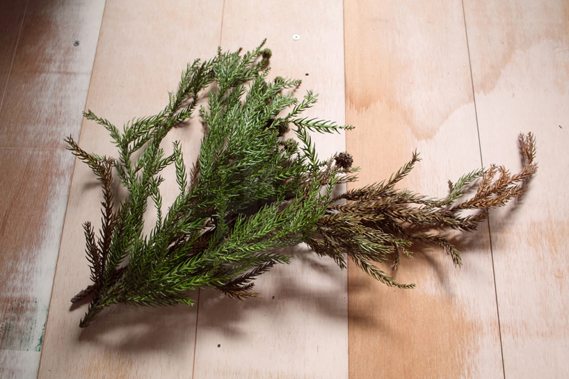 bril coniferous clock sugidama sake brewery japan