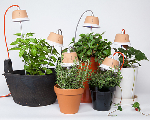 bulbo cynara and quadra LED lights encourage plant growth in homes