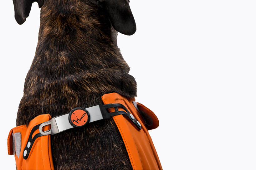 hipster harness rehabilitates dogs 