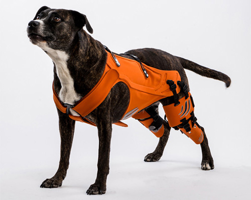 galia weiss's hipster harness rehabilitates dogs with hip dysplasia