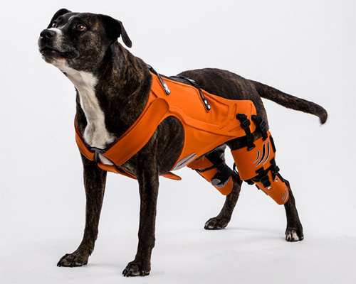 brace for hip dysplasia dog