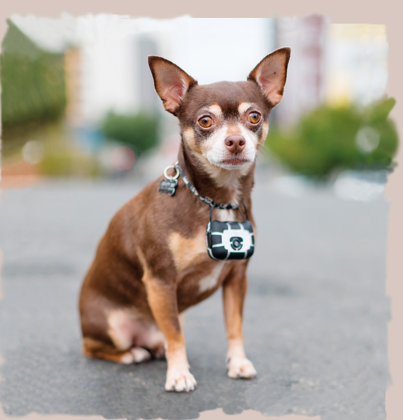 petcam snaps the world through the eyes of four-legged friends