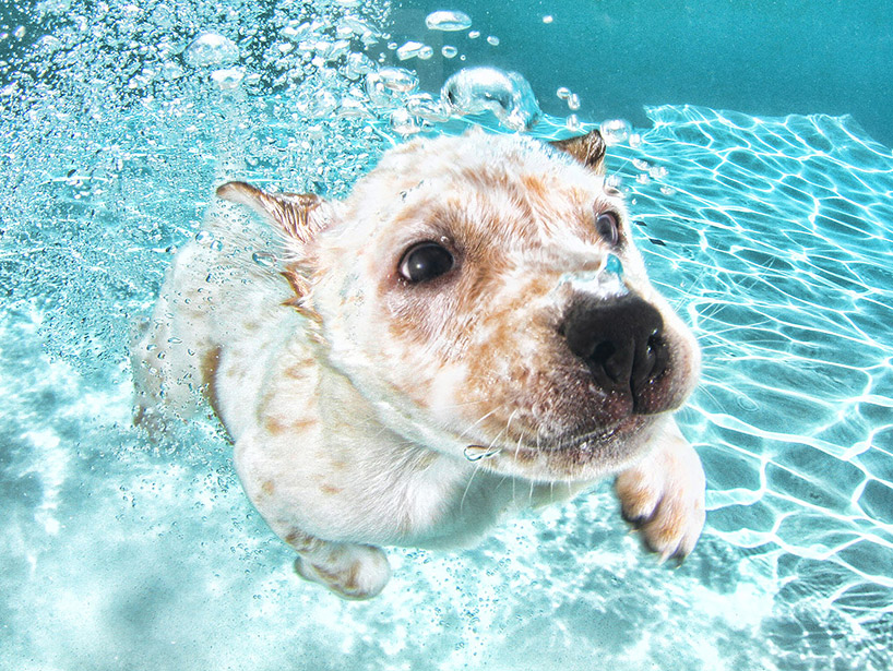 how do i teach my dog to swim underwater