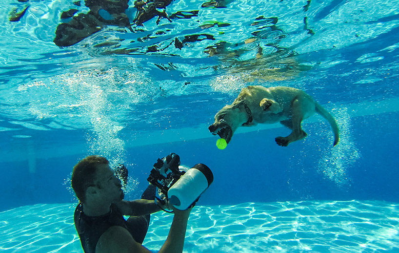 underwater puppies seth casteel