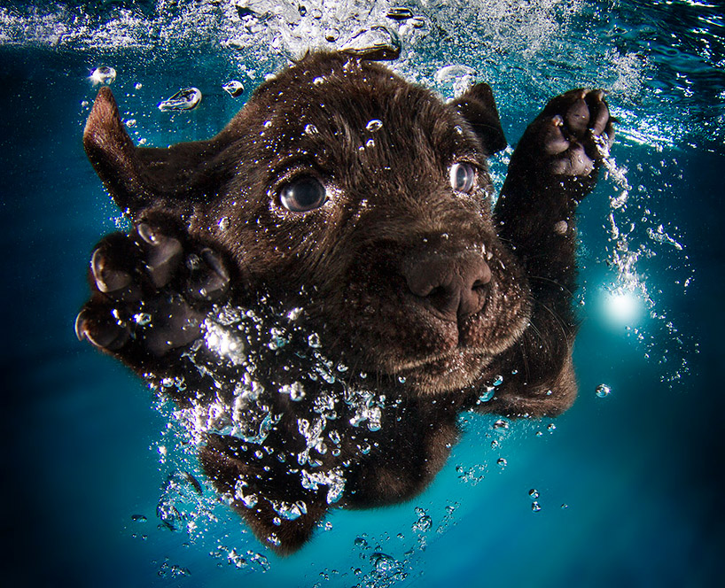 seth casteel snaps underwater puppies making a splash